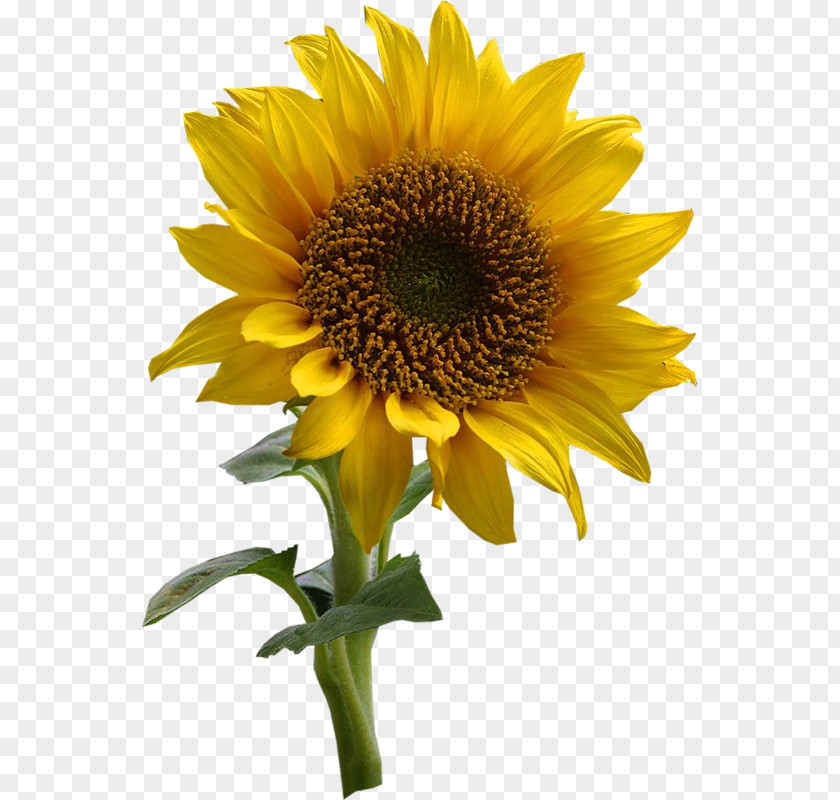 Flower Common Sunflower Drawing Desktop Wallpaper PNG