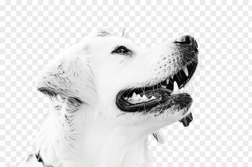 Jaw Companion Dog Golden Retriever Background PNG