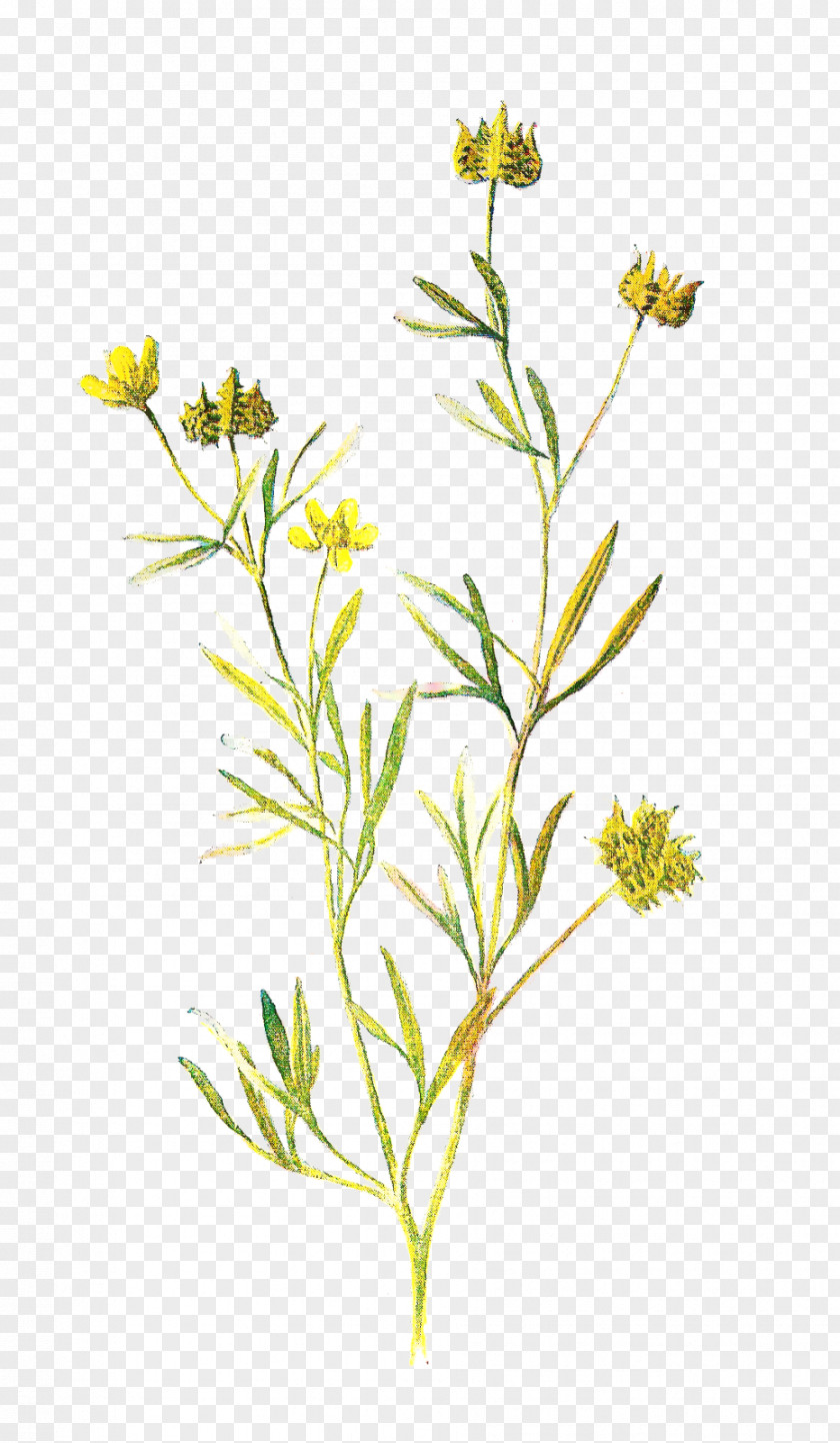 Perennial Plant Cinquefoil Flowers Background PNG