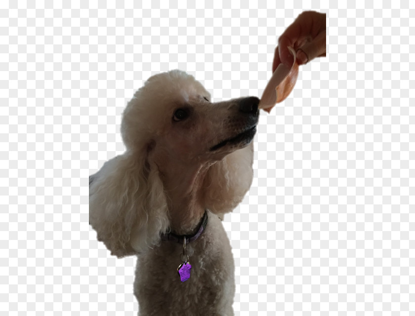 Yum! Standard Poodle Miniature Toy Puppy PNG