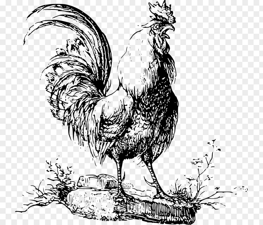 Chicken Rooster Farmer Poultry PNG