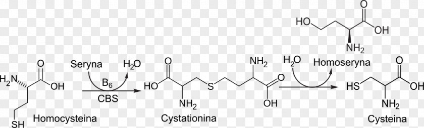 Cystathionine Beta Synthase Homocysteine Wikipedia Pyridoxine PNG