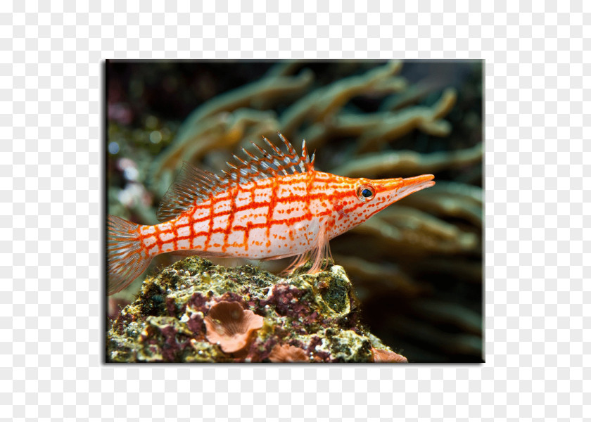 Fish Coral Reef Hawkfish Saltwater PNG