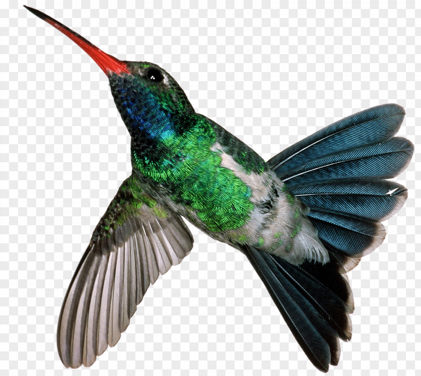 Humming Bird Hummingbird Mexican Violetear Motion JPEG PNG