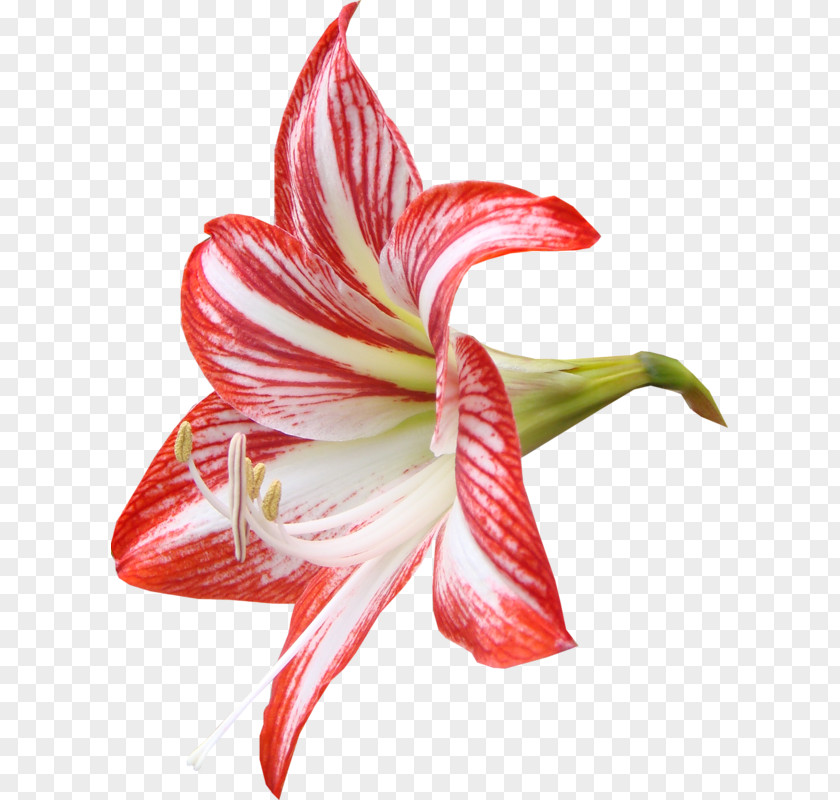Pink Lily Lilium Flower Red Clip Art PNG