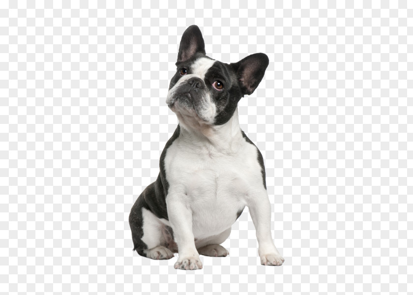 Promotion Border French Bulldog Boston Terrier American Staffordshire PNG