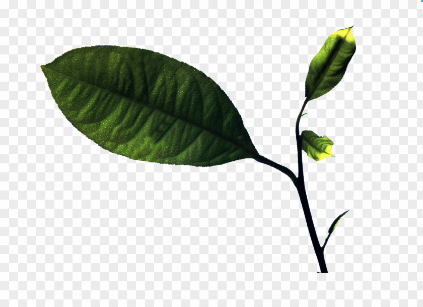 Branches On The Lemon Leaves Picture Material Leaf Twig PNG