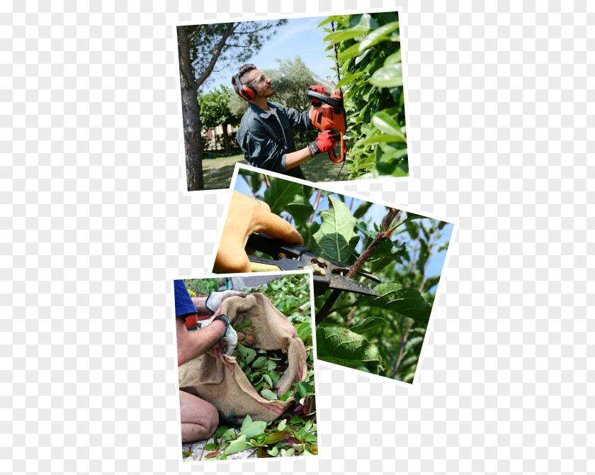 Dresden TreeMary PoPpins Gardener Hedge Agentur Mary Poppins PNG