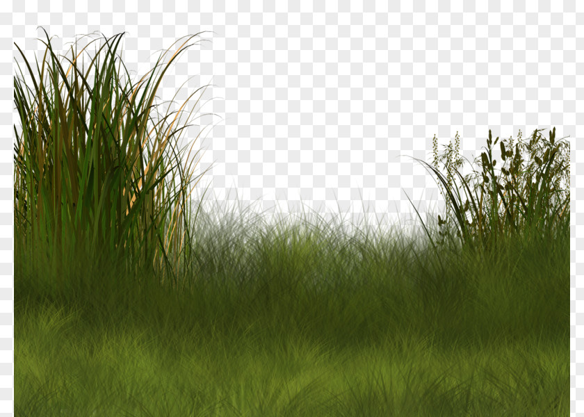 Field Background Pattern Plant Wetland Landscape Clip Art PNG