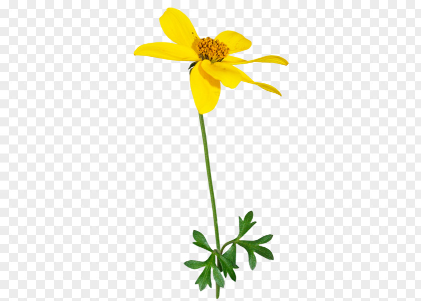Flower Wildflower Yellow Clip Art PNG