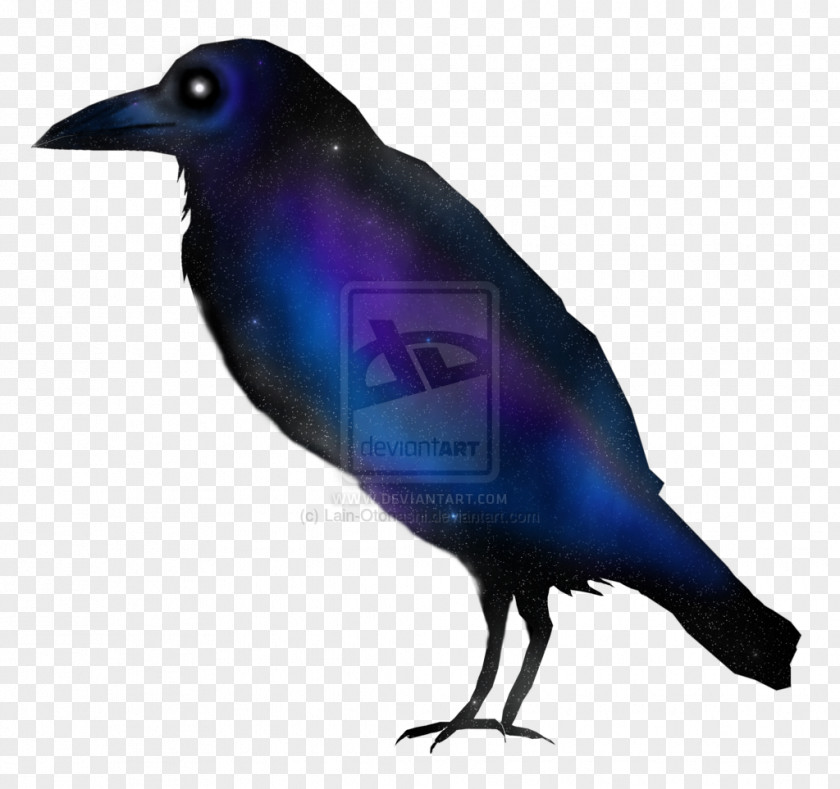 Lain American Crow New Caledonian Cobalt Blue PNG
