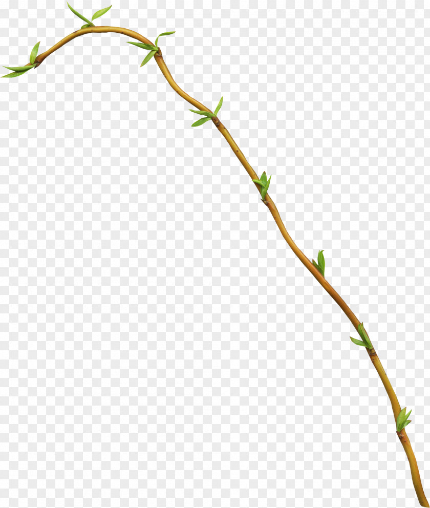 Leaf Branch Bud Clip Art PNG