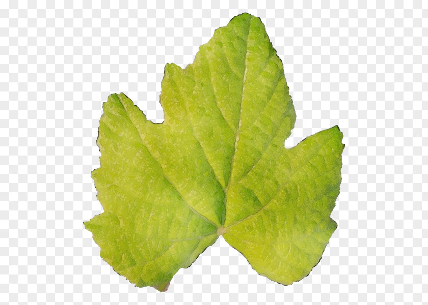 Leaf Plant Pathology Grape Leaves Vegetable PNG