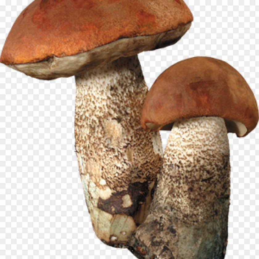 Mushroom Fungus Clitocybe Nuda Lepista Irina Hunting PNG