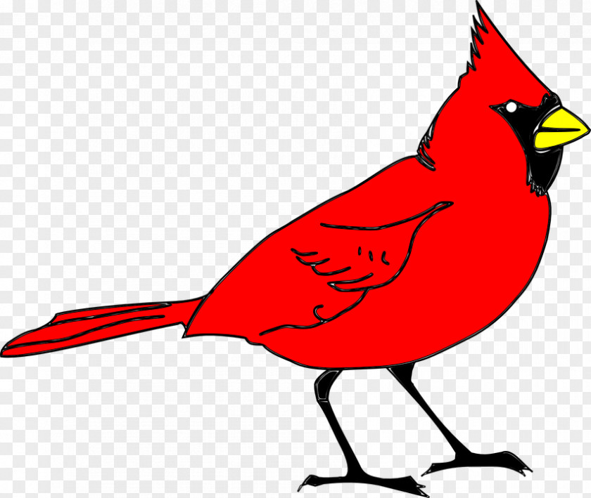 Northern Cardinal St. Louis Cardinals Clip Art PNG