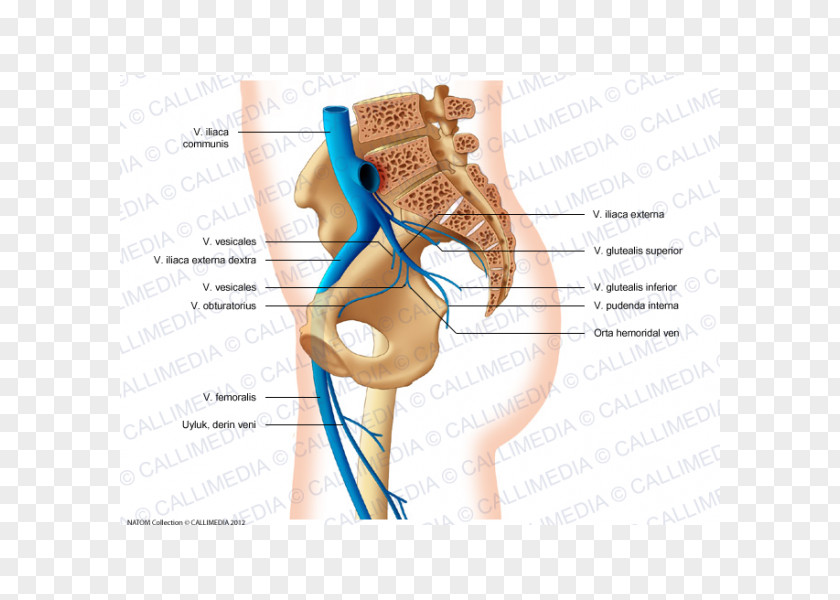 Polish Vein Pelvis Anatomy Superior Gluteal Artery Thumb PNG