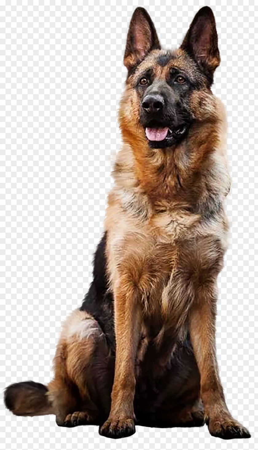 Puppy German Shepherd Dogs Labrador Retriever Dog Breed PNG