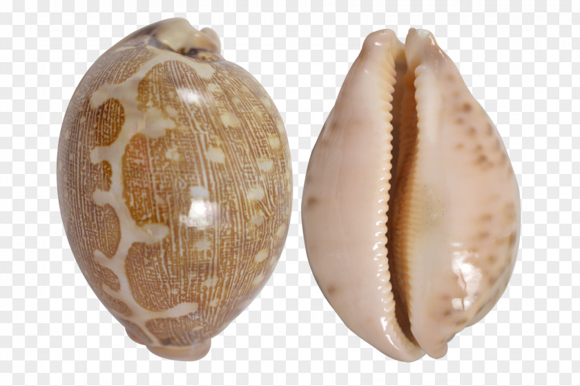 Seashell Cypraea Tigris Cockle Clam Cowry PNG