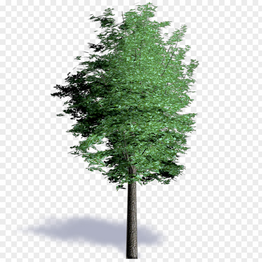 Spruce Larch Evergreen Shrub Leaf PNG