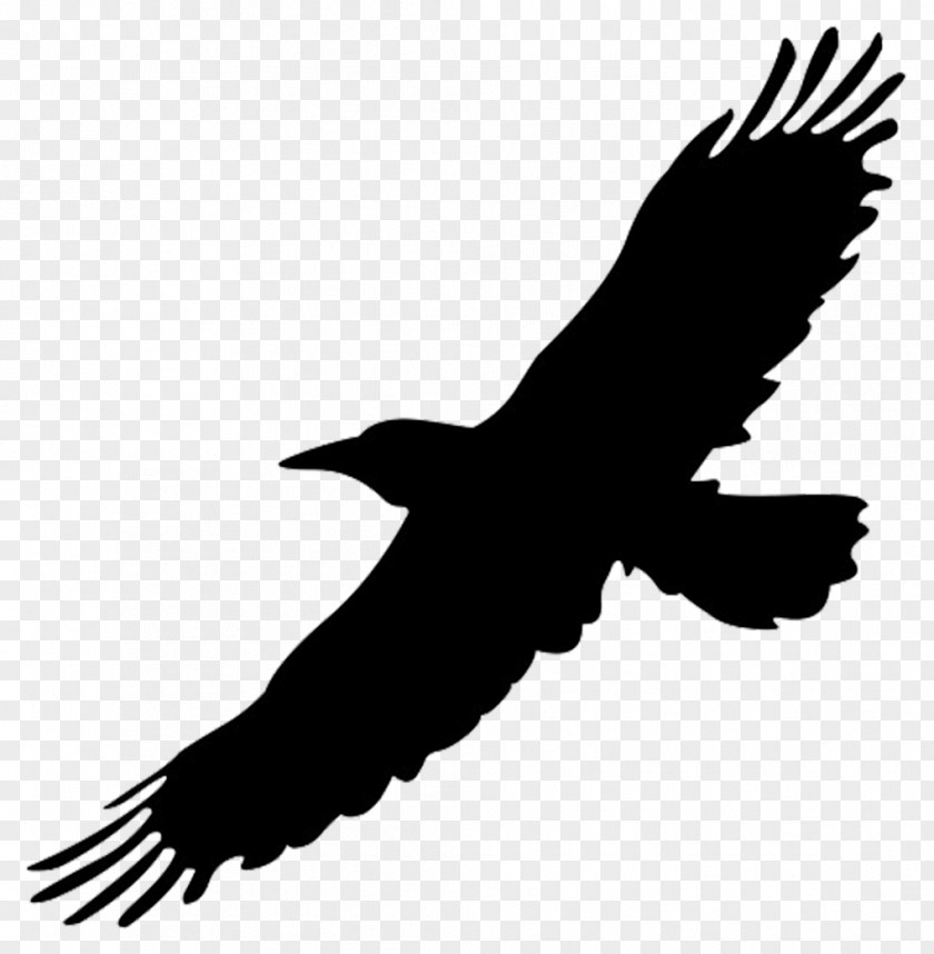 Big Bird Cliparts Flight Crows Clip Art PNG