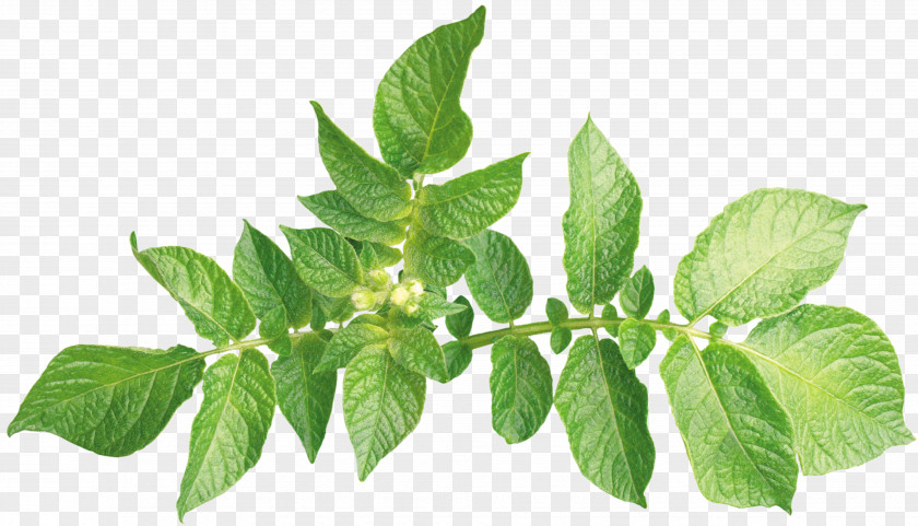 Green Leaves Leaf Plant Hormone Foot PNG