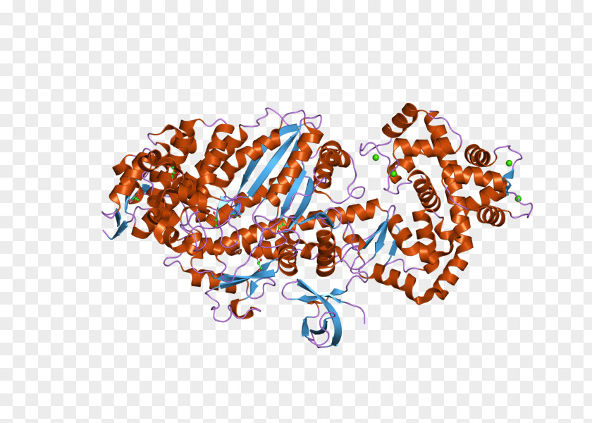 MYO6 Roundworm Myosin Protein PNG