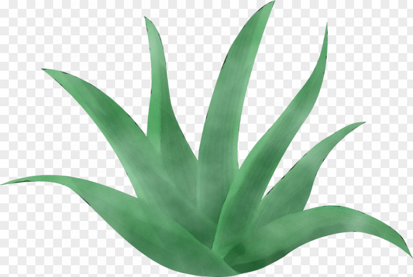 Perennial Plant Xanthorrhoeaceae Aloe Vera Leaf PNG