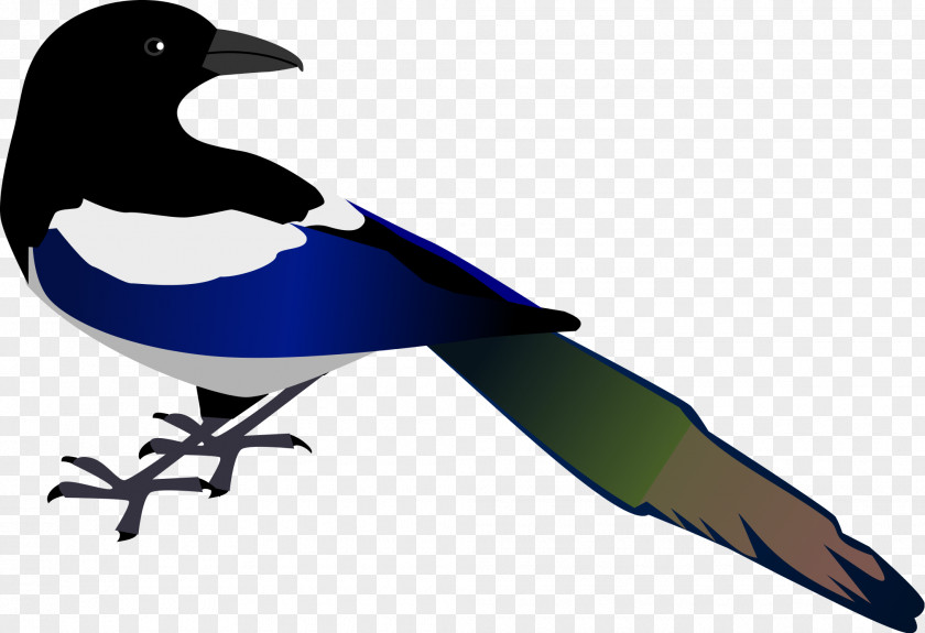 Bird Clipart Eurasian Magpie Clip Art PNG