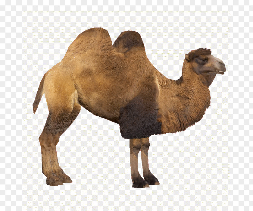 Camel Bactrian Zoo Tycoon 2 Dromedary PNG