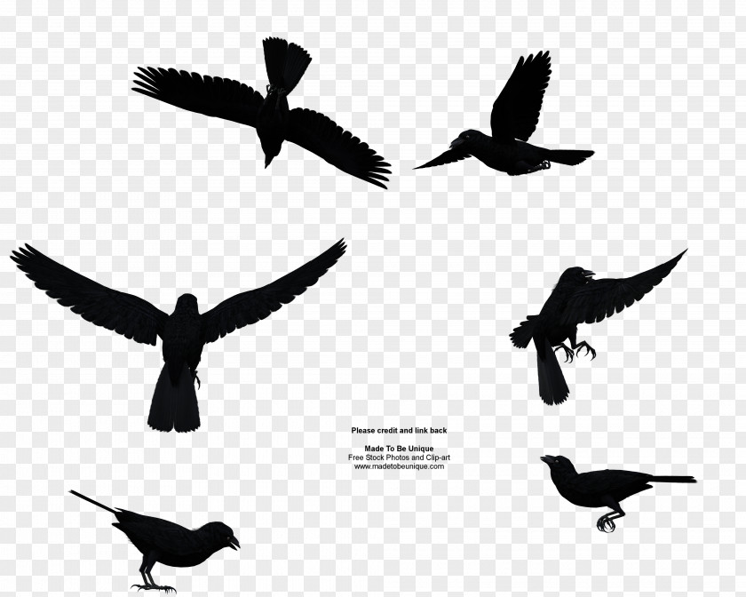 Common Cliparts Bird Flight Goose Clip Art PNG