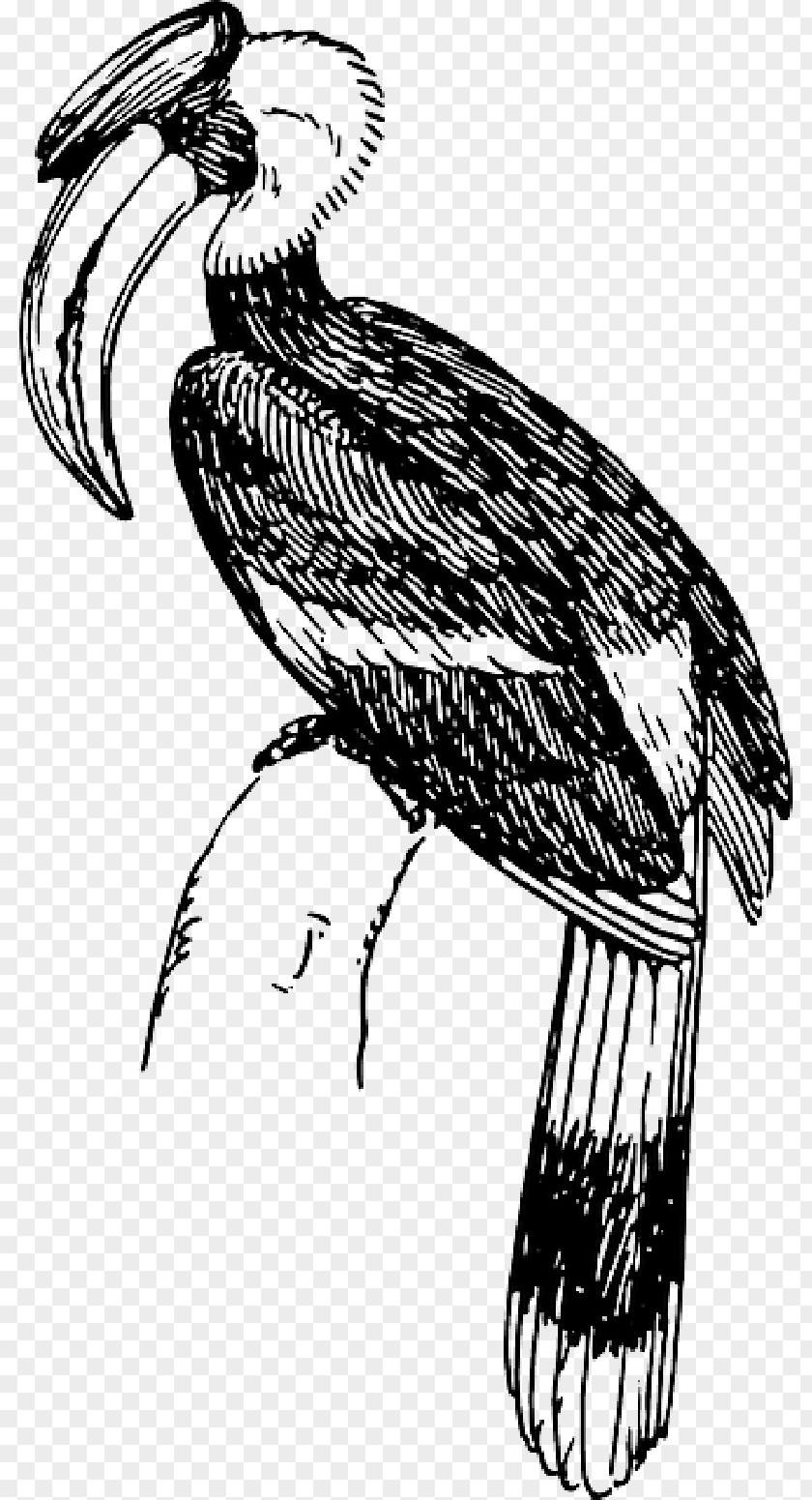 Ornithology Hornbill Bird Drawing Vector Graphics Clip Art PNG