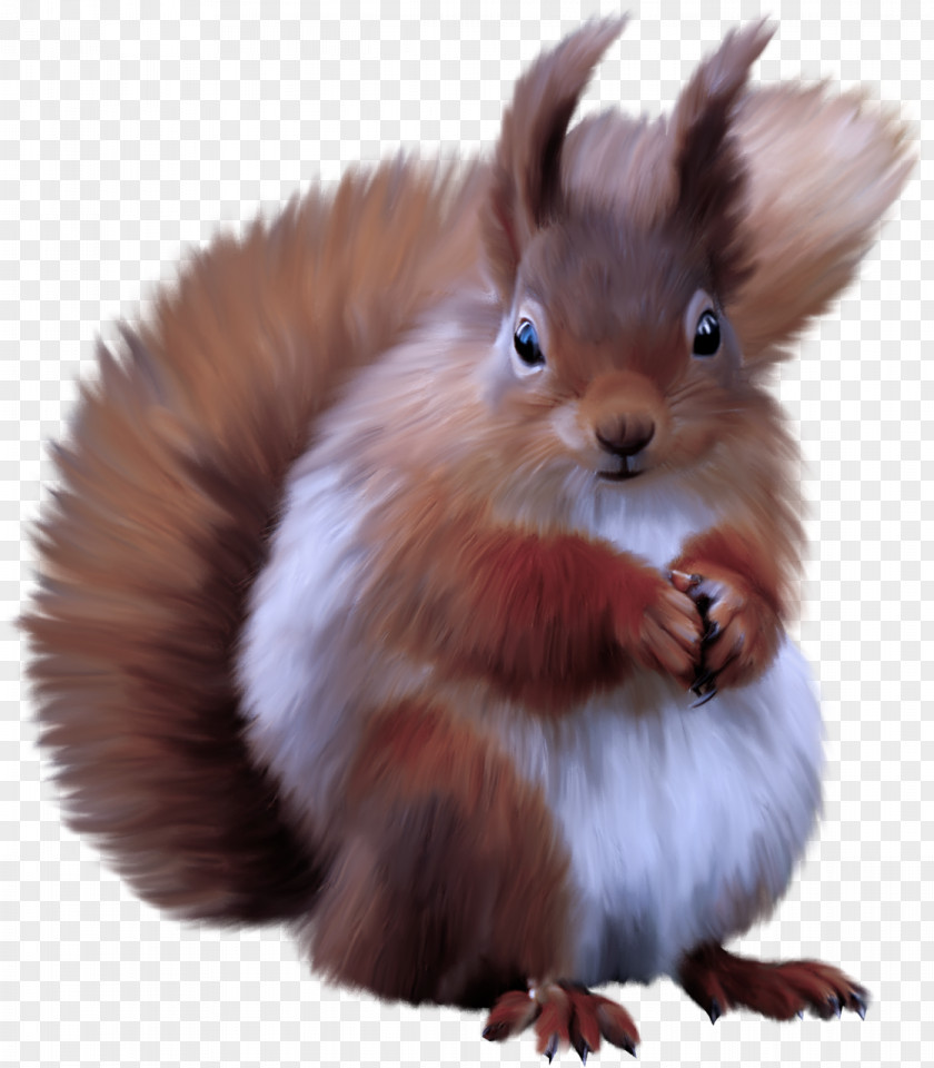 Squirrel Eurasian Red Whiskers Tail PNG