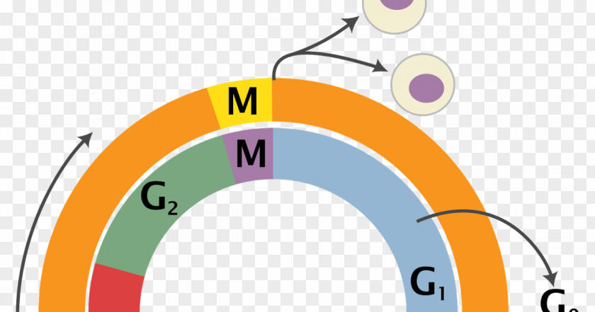 Zygote Cell Cycle Mitosis Interphase Division PNG