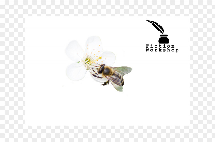 Bee Honey Font PNG