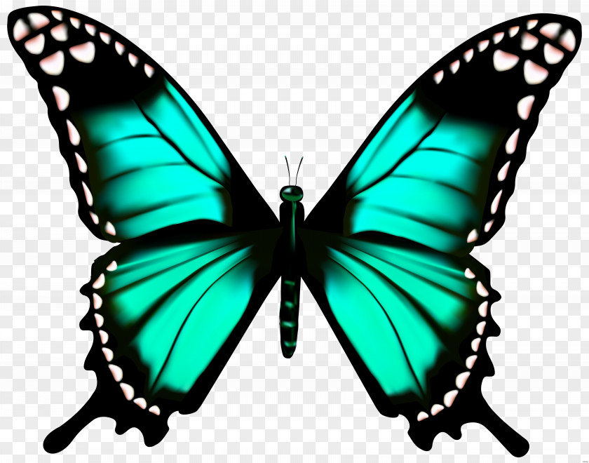 Butterfly Greta Oto Clip Art PNG