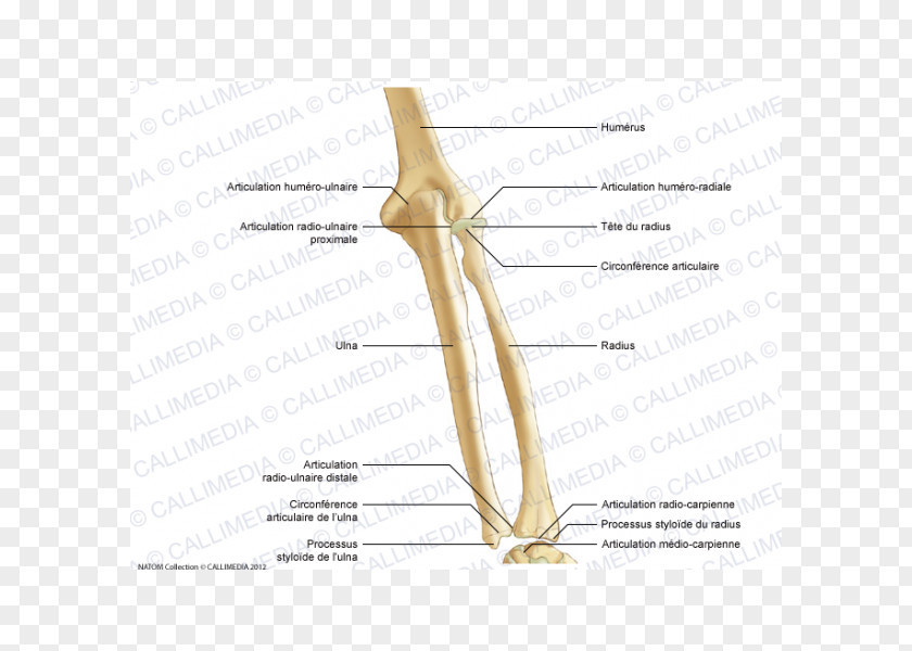 Design Thumb Shoulder Bone Nerve PNG