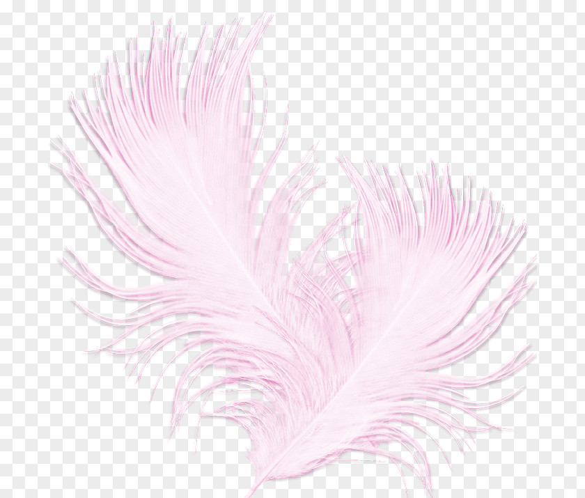 Feather Centerblog Der Schleier Angst Clip Art Bird PNG