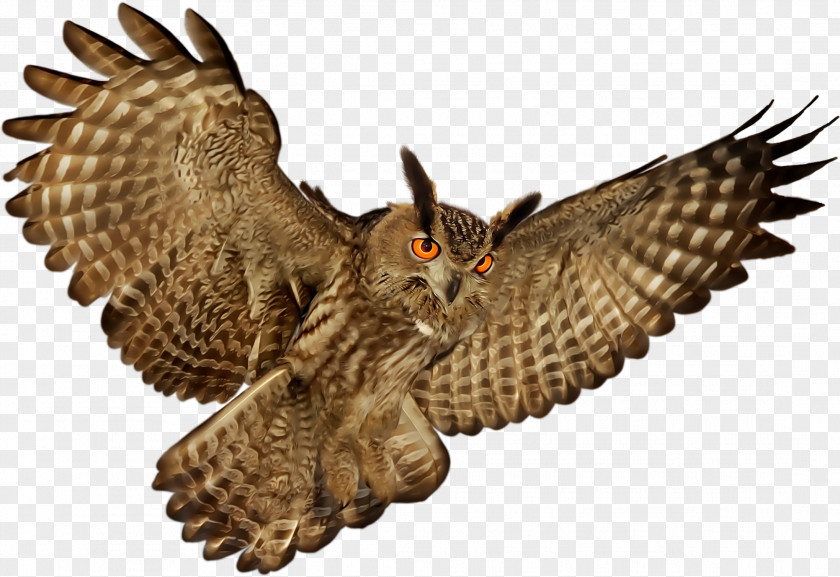 Owl Little Bird Clip Art PNG