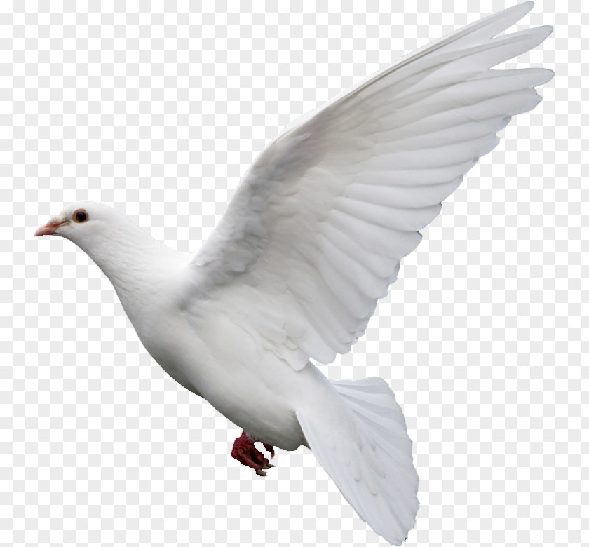 Symbol Columbidae Domestic Pigeon Doves As Symbols PicsArt Photo Studio European Herring Gull PNG