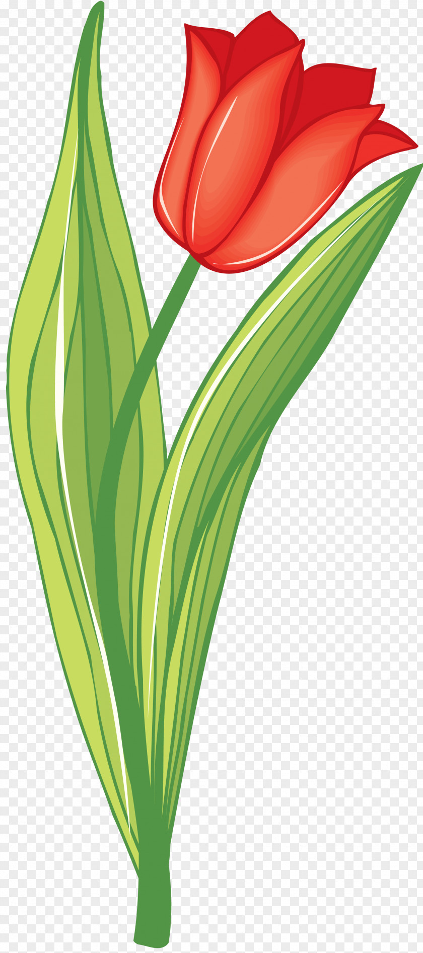 Tulip Information Drawing Clip Art PNG