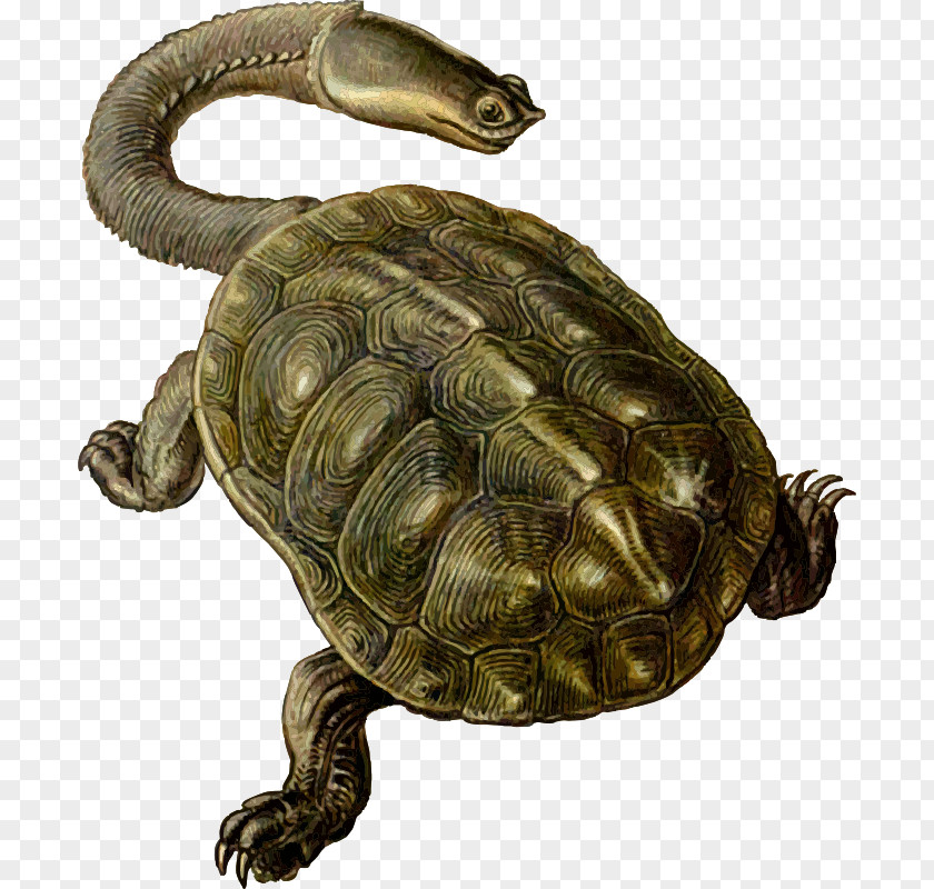 Turtle Archelon Prehistory Protostega Carbonemys PNG