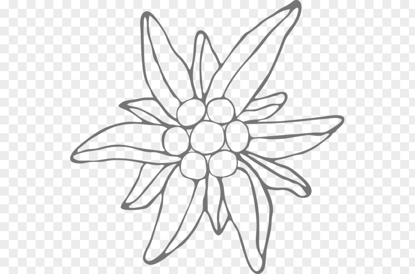 Floral Design Drawing Leontopodium Nivale Line Art PNG