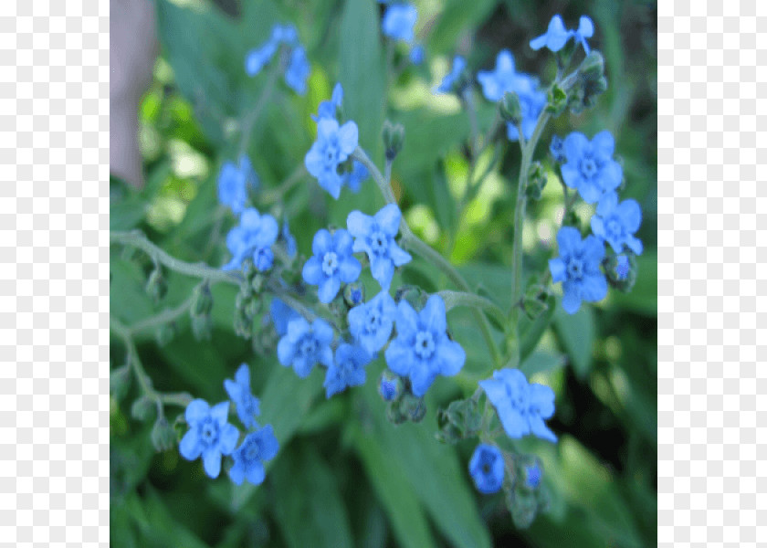 Plant Scorpion Grasses Seed Cynoglossum Amabile Annual PNG