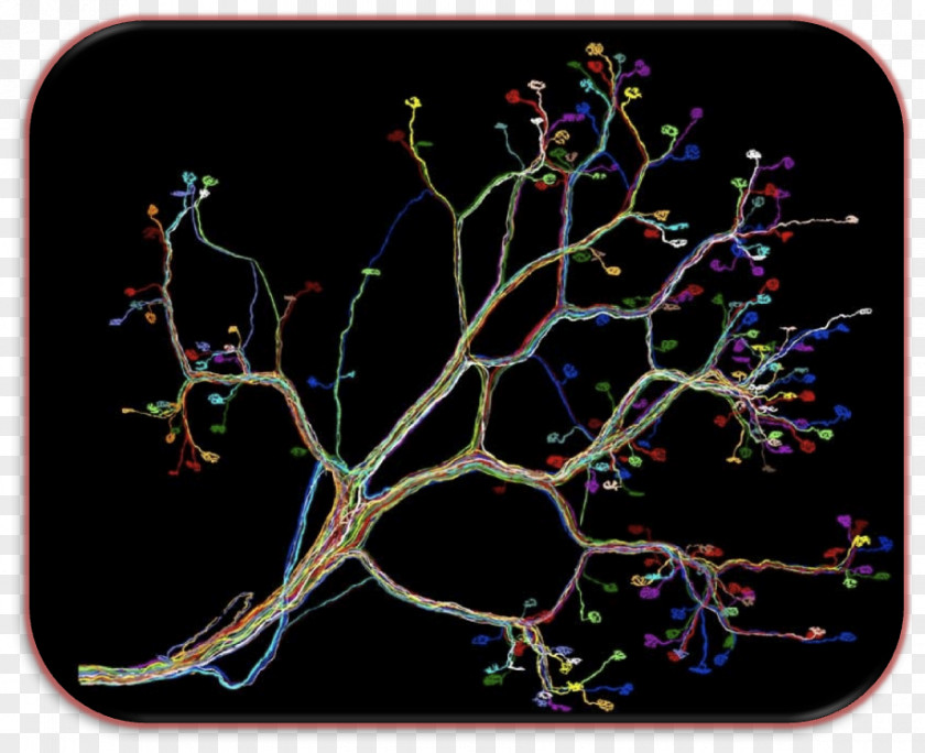Stetoskop Neural Circuit Neuron Branching PNG