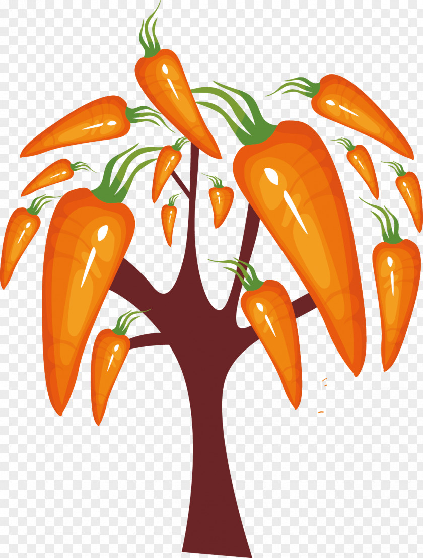 Carrot Daikon Vegetable PNG