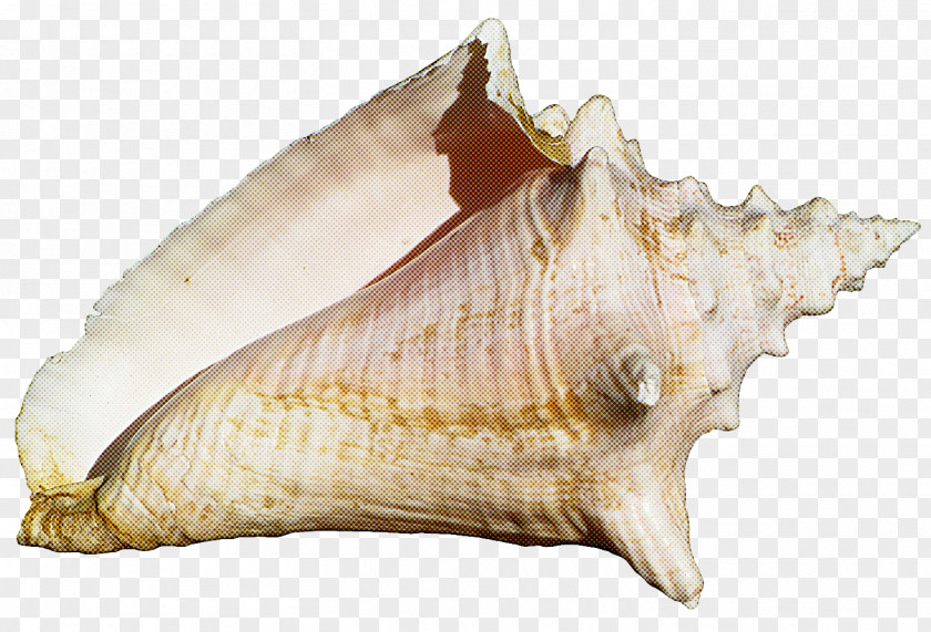 Conch Shankha Shell Cockle PNG