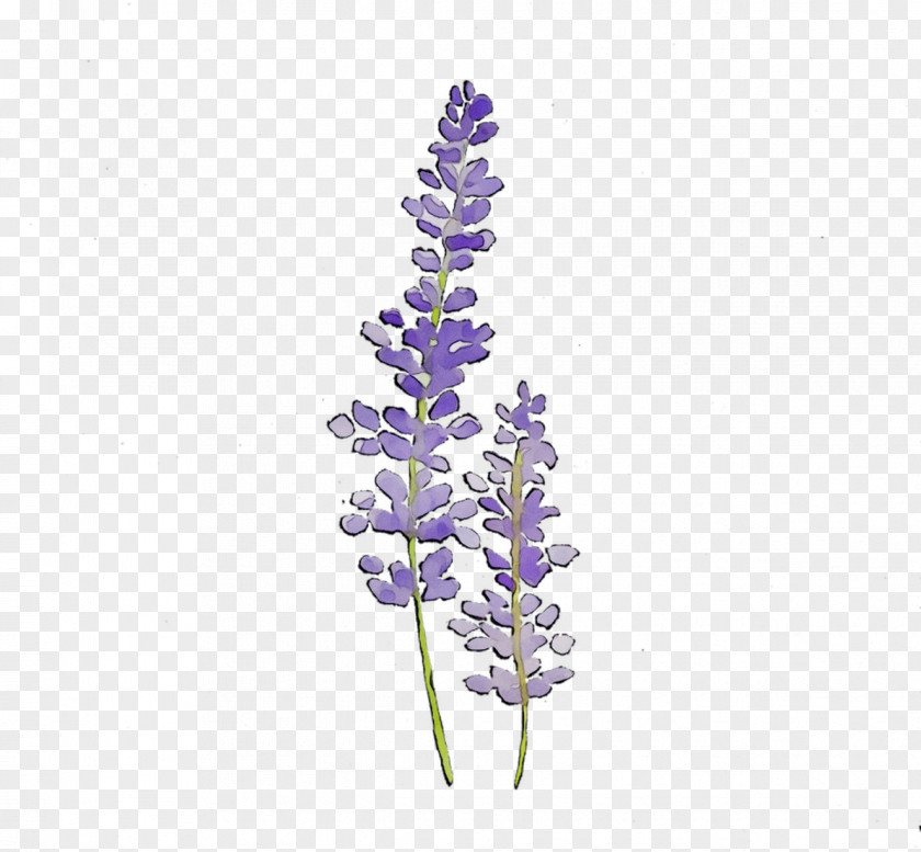 English Lavender Plant Stem Cut Flowers Plants PNG