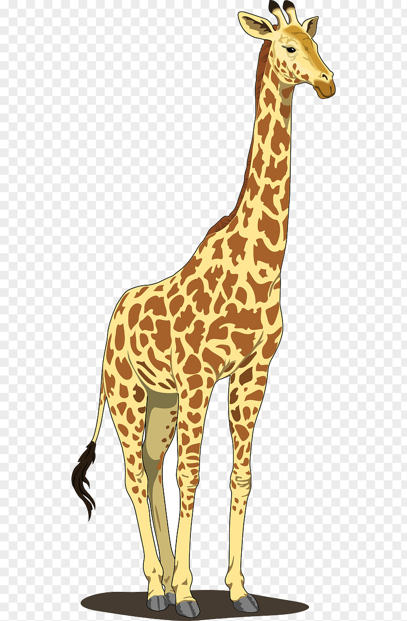 Giraffe IPhone 6 Clip Art PNG