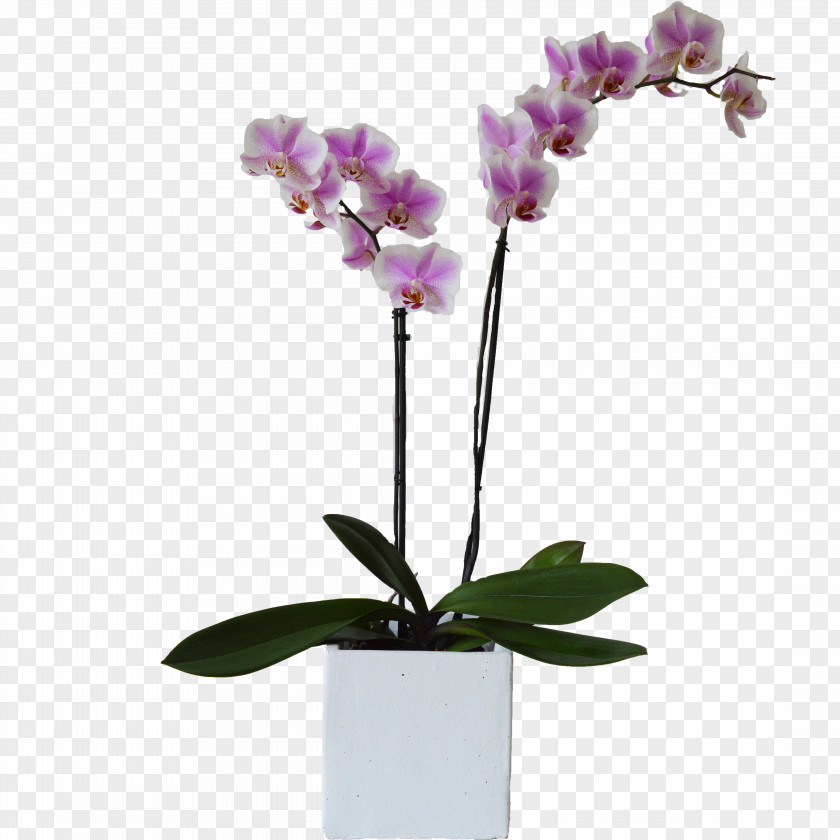 Orchid Moth Orchids Plant Cut Flowers Flowerpot PNG