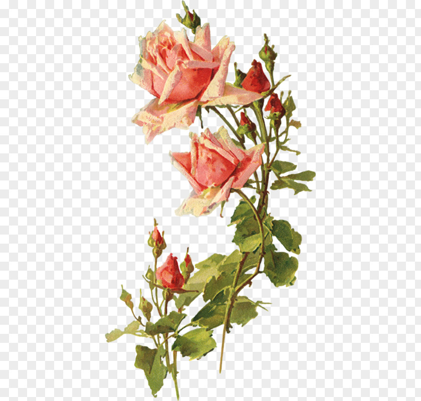 Rose Garden Roses Clip Art Flower Decoupage PNG
